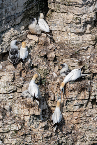 Tableau sur toile Neighbouring birds getting too close as gannets, morus bassanus, with young chic