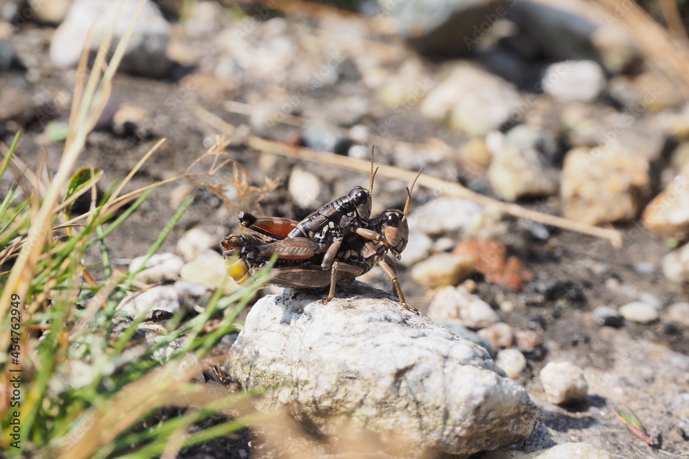 Podisma pedestris grasshopper in the Hohe Tauern mountain range, Austria Podisma pedestris grasshopper in the Hohe Tauern mountain range, Austria