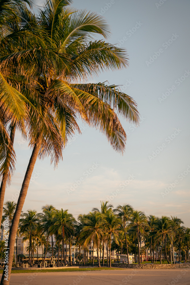 palm trees on the beach tropical miami palm trees on the beach tropical miami