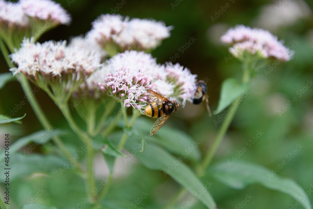 Black bees perched on some flowers among the vegetation sucking and pollinating the flowers among the vegetation Black bees perched on some flowers among the vegetation sucking and pollinating the flowers among the vegetation