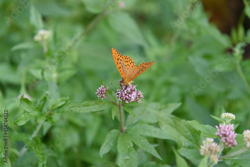 Orange butterfly perched on some flowers among the vegetation. Light orange wings, with brown spots on a white flowers, among the leaves, green