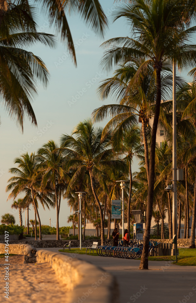 palm trees on the street tropical Miami Beach   - obrazy, fototapety, plakaty 