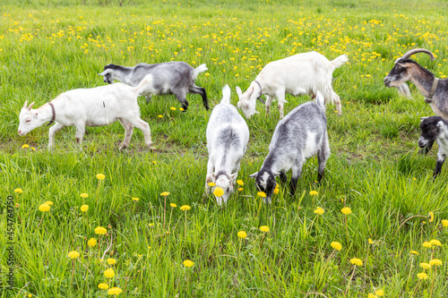 Cute free range goatling on organic natural eco animal farm freely grazing in meadow background. Domestic goat graze chewing in pasture. Modern animal livestock, ecological farming. Animal rights. photo