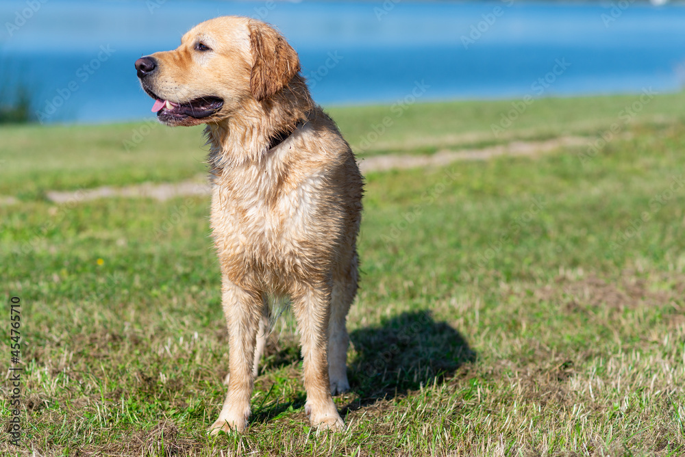 Wet Golden labrador dog staying near the water.happy Labrador retriever. Water is near.Copy space. Wet Golden labrador dog staying near the water.happy Labrador retriever. Water is near.Copy space.