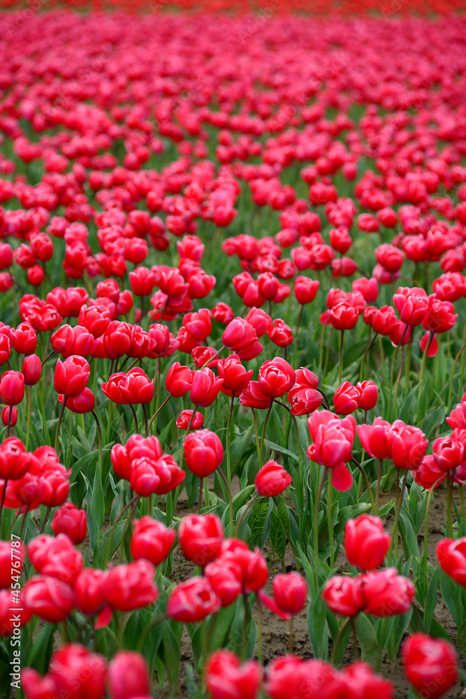 red tulip field