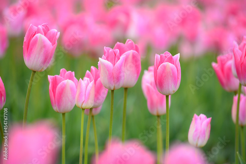 pink tulip farm