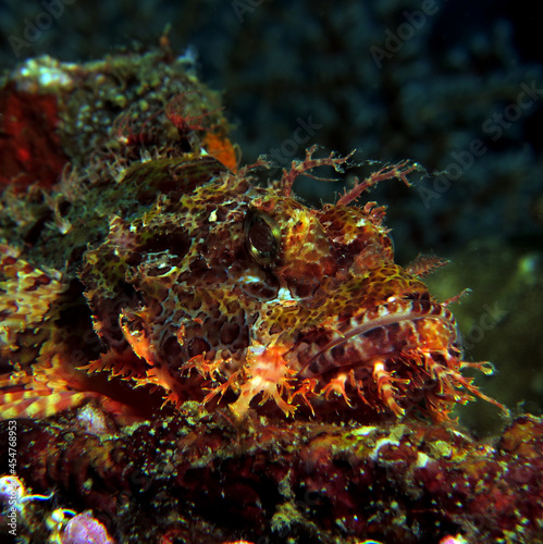 Front view of a Bearded scorpionfish Boracay Island Philippines © Paulo Violas
