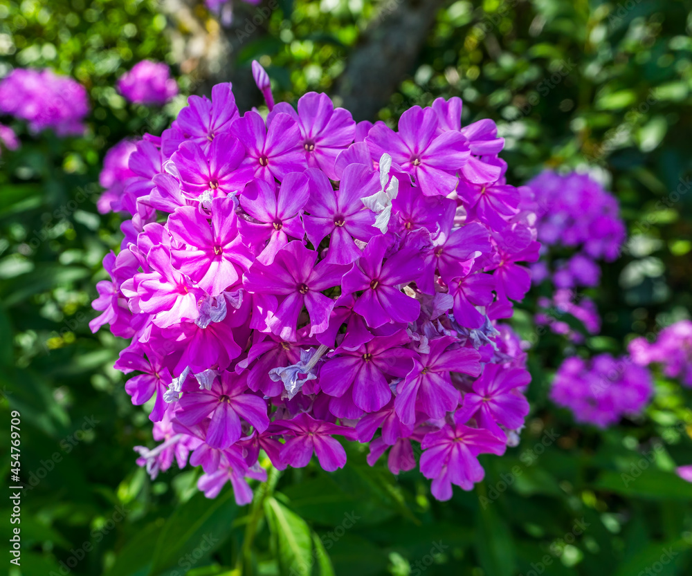Summer Purple Flowers Macro 2
