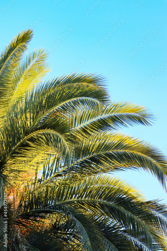 palm leaves. palm tree in the wind. palm tree against the blue sky palm leaves. palm tree in the wind. palm tree against the blue sky
