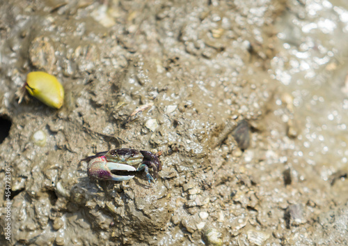 FIDDLER CRAB