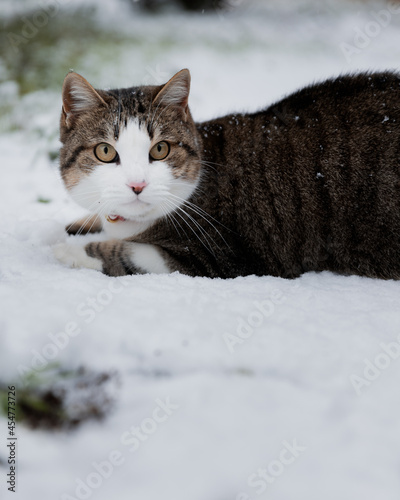 cat in the snow