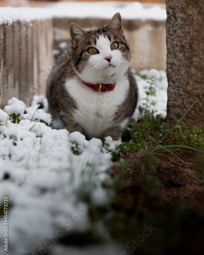 cat in the snow