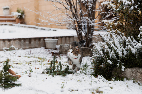 cat in the snow