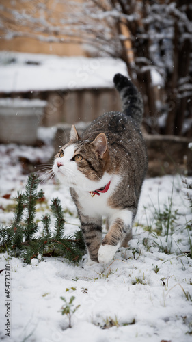 cat in the snow