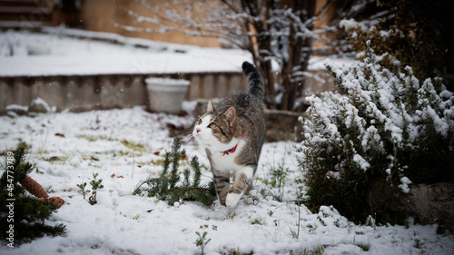 cat in the snow