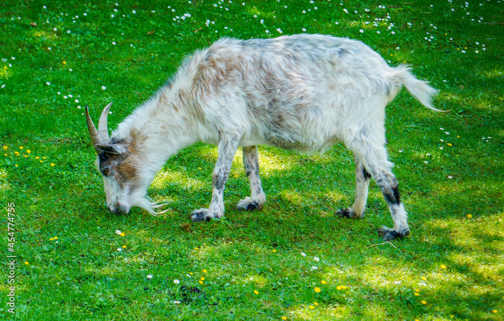 Obraz premium goat on the meadow