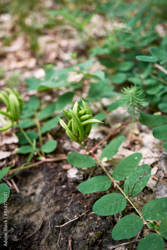 Astragalus glycyphyllos with Astragalus glycyphyllos with