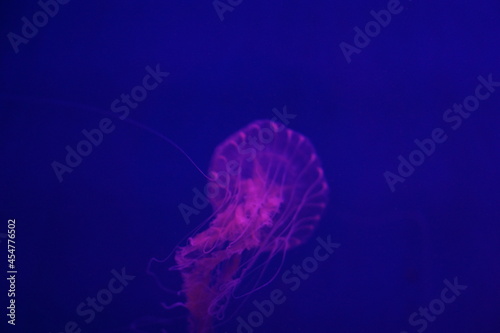 Jellyfish © ryan