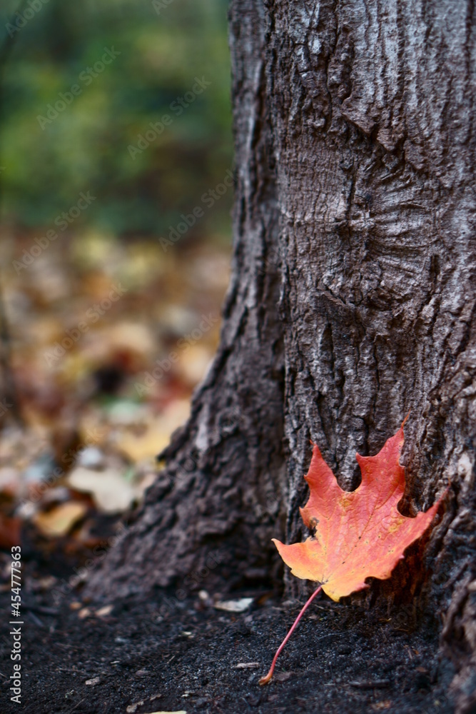 red maple leaf