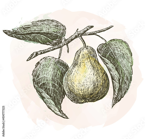 Vector outline drawing of ripe pear on tree branch painted with watercolor