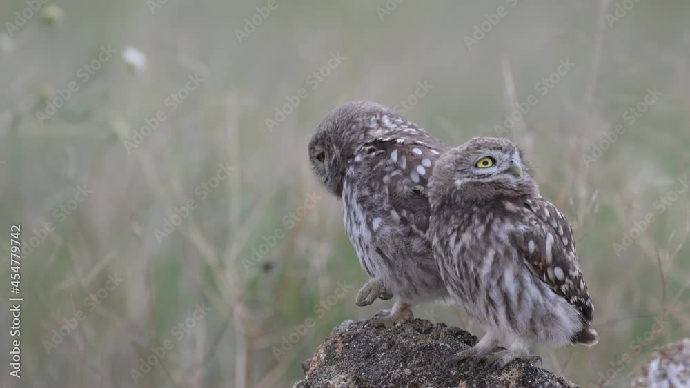 Two Little owl in natural habitat Athene noctua. Owl hides in the grass close up. Sounds of nature. Two Little owl in natural habitat Athene noctua. Owl hides in the grass close up. Sounds of nature.