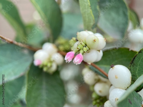 snowberry
