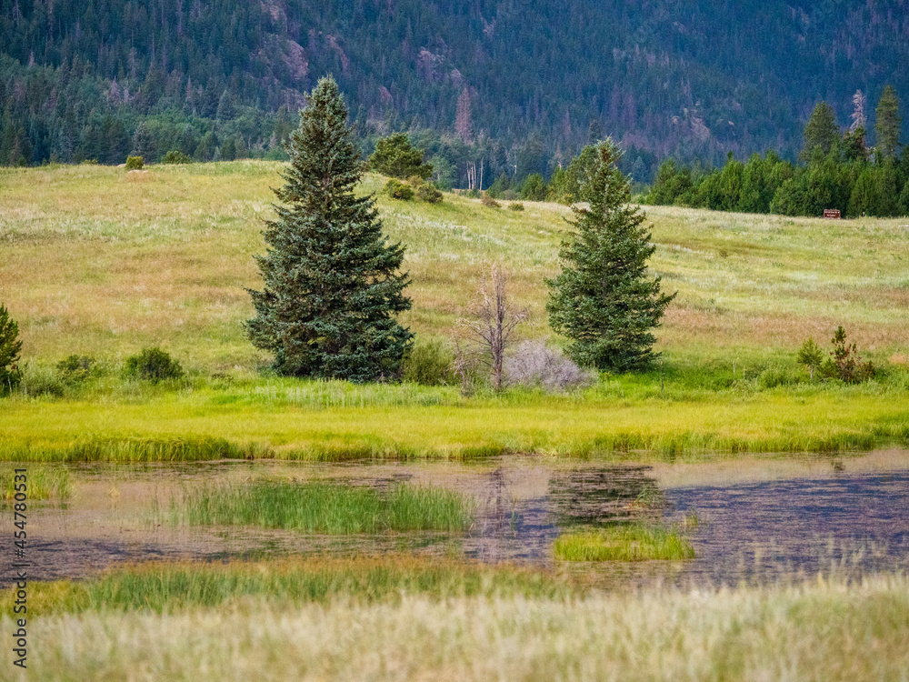 Rocky Mountain marshland with water reflection, pine trees, and beautiful colors.