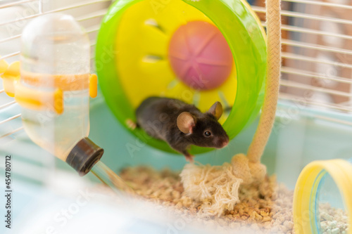Close-up of a gray mouse on a plastic colored wheel