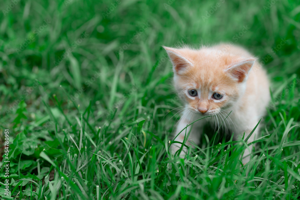 A red-haired kitten on a green lawn