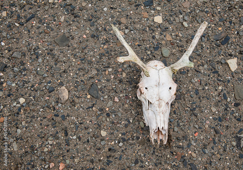 Animal skull on the ground © darkbird