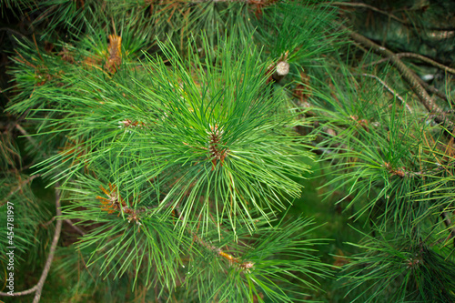 Evergreen background, fresh summer Pine needles. Green leaves background.Texture of Pine branch. Conifer cedar thuja leaf green texture. fresh green christmas leaves, branches of Pine trees
