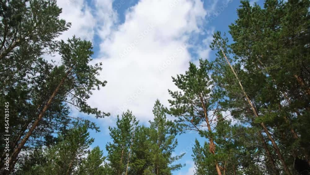 Passing white clouds over a pine forest swaying inwind. Passing white clouds over a pine forest swaying inwind.