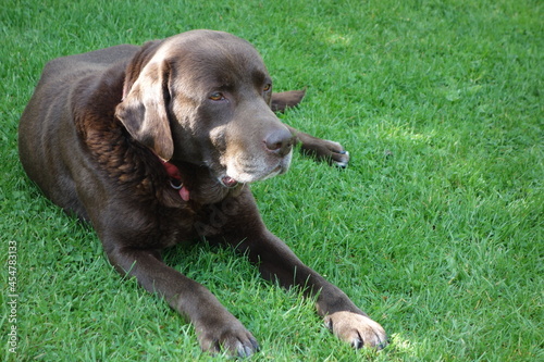 chocolate labrador retriever
