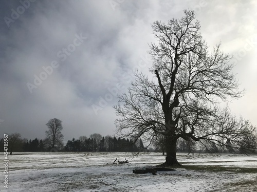 Winter Tree