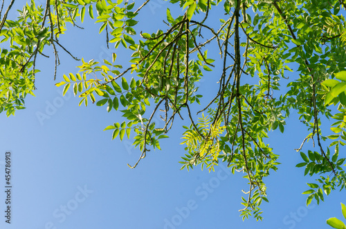 Bright green Ash leaves against blue sky