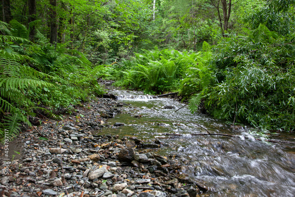 Forest stream in the Siberian taiga. A picturesque green landscape with a clear mountain stream among lush vegetation and thickets in the forest. A river among ferns. Forest stream in the Siberian taiga. A picturesque green landscape with a clear mountain stream among lush vegetation and thickets in the forest. A river among ferns.