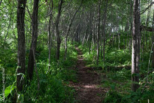 Fototapeta Naklejka Na Ścianę i Meble -  narrow path between trees. The trail goes through the forest.