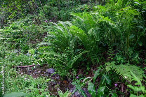 Dense thickets of ferns in the Siberian taiga close-up. Beautiful nature background with many ferns in a picturesque forest.