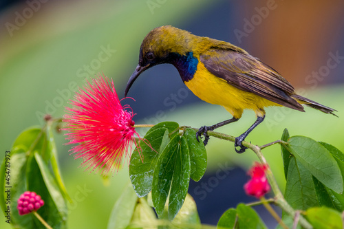 Olive-backed sunbird or Nectarinia jugularis photo