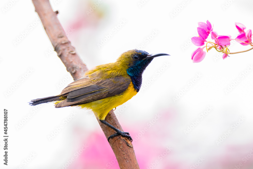 Fototapeta premium Olive-backed sunbird or Nectarinia jugularis