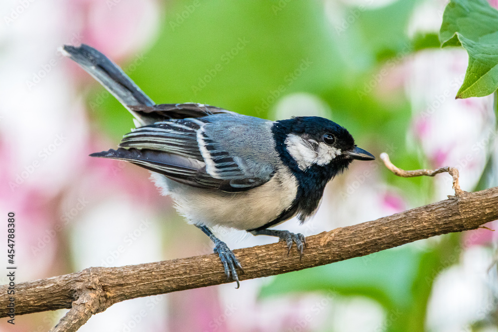 Obraz premium The great tit (Parus major) is a small passerine bird in the tit family Paridae