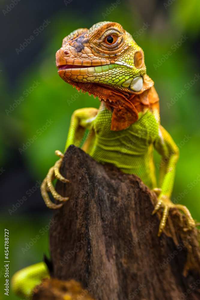 Obraz premium Close up of baby Super red iguana