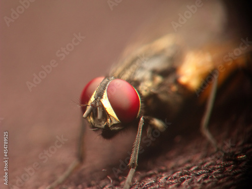 Macro shot of a fly on a fabric surfa photo