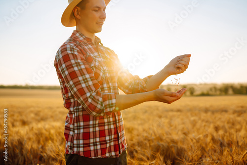 The Hands of A farmer close-up holding a handful of wheat grains In a wheat field. Growth nature harvest. Agriculture farm.