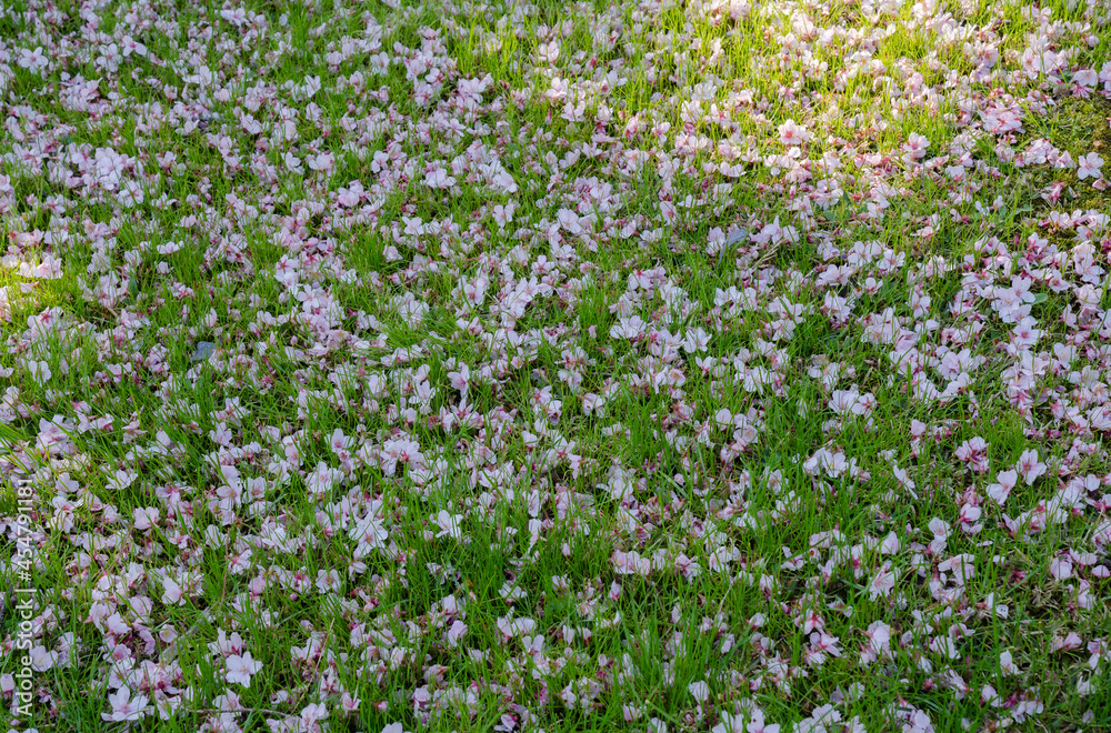 Ornamental gardens. Closeup view of Prunus serrulata, also known as Japanese flowering cherry or Sakura, pink flower petals laying in the green grass in the park. 