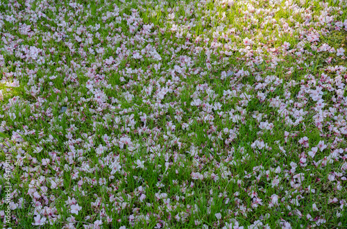 Ornamental gardens. Closeup view of Prunus serrulata  also known as Japanese flowering cherry or Sakura  pink flower petals laying in the green grass in the park. 