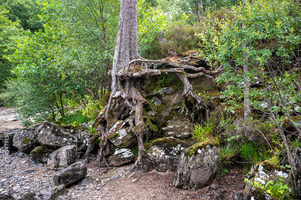 Exposed tree roots by Loch Eck, Cowal Peninsula, Scotland Exposed tree roots by Loch Eck, Cowal Peninsula, Scotland