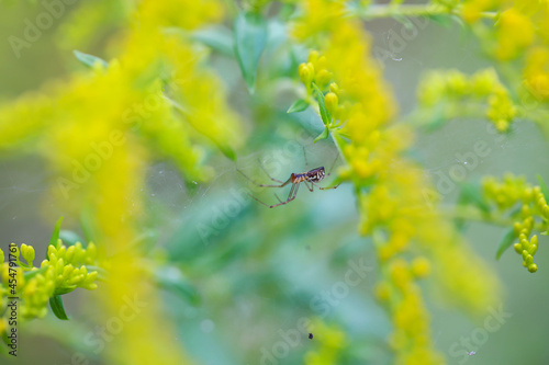 Eine kleine Spinne in ihrem Netz an einer Pflanze.  © boedefeld1969