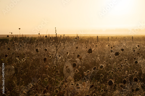 sunrise in wild flower meadow in Ter Apel Westerwolde Dutch nature photo