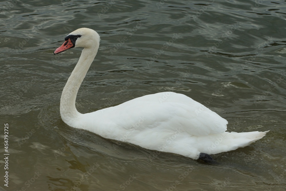 Obraz premium one large white bird swan swims in the gray water of the lake